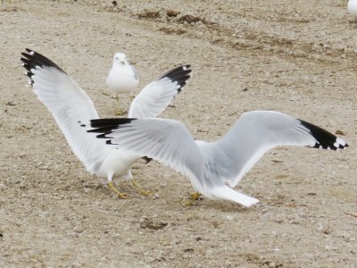 Ring-billed Gulls