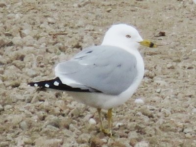 Ring-billed Gull (adult in alternate plumage)