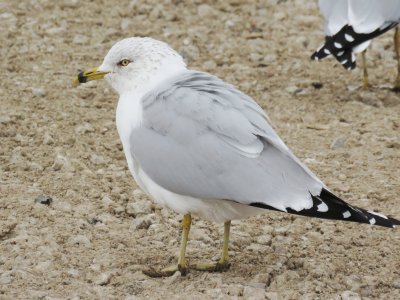 Ring-billed Gull (molting into alternate plumage)