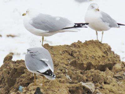 California Gull (intermediate) 