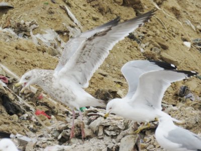 American Herring Gull (3rd-cycle)