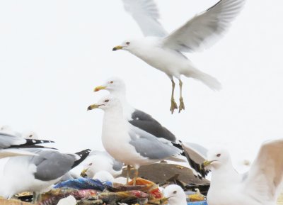 Gulls