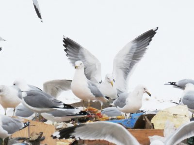 Gulls