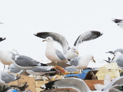 Gulls