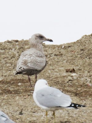 Thayer's Gull (1st cycle)