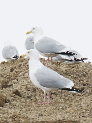Two American Herring Gulls