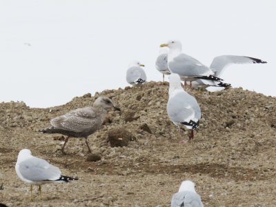 Gulls