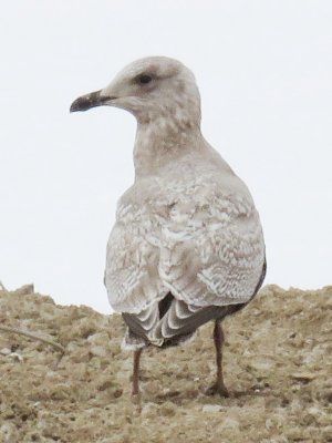 Thayer's Gull (1st cycle)