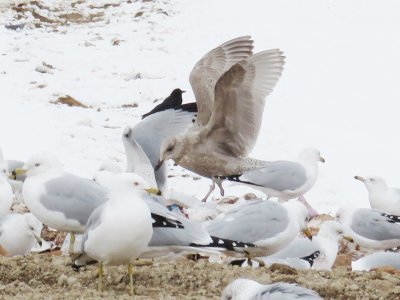 Thayer's Gull (1st cycle)