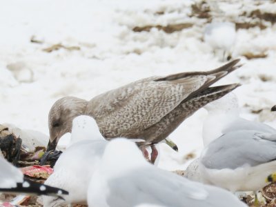 Thayer's Gull (1st cycle)