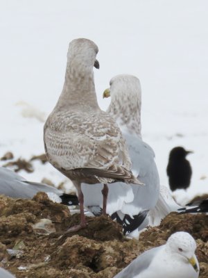 Thayer's Gull (1st cycle)