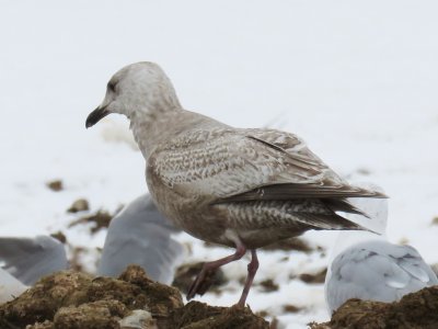 Thayer's Gull (1st cycle)