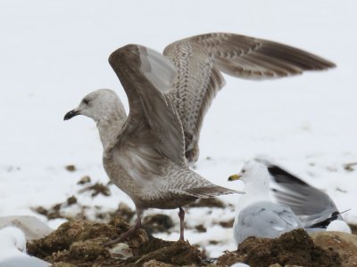 Thayer's Gull (1st cycle)