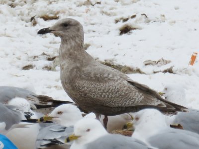 Thayer's Gull (1st cycle)