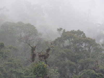 Biotopo del Quetzal cloud forest