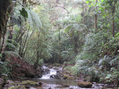 River at Los Ranchitos del Quetzal reserve