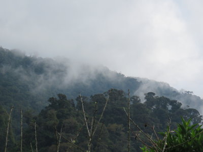 Chelemha cloud forest