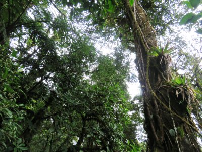 Inside Chelemha cloud forest