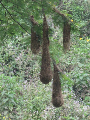 Chestnut-headed Oropendola nests