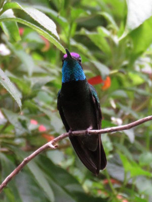Magnificent Hummingbird (adult male)
