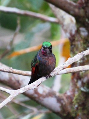 Garnet-throated Hummingbird (female)