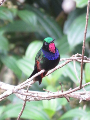 Garnet-throated Hummingbird (male)
