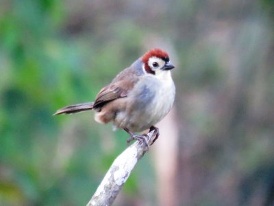 Prevost's Ground-Sparrow