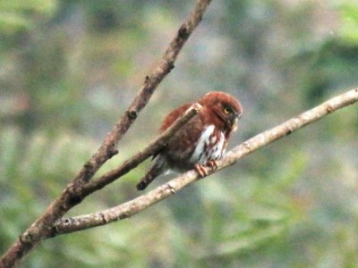 Northern (Guatemalan) Pygmy-Owl