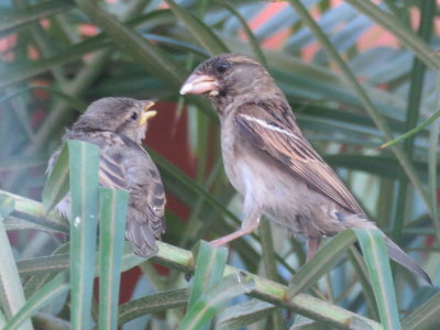 House Sparrow (adult female feeding fledgling)