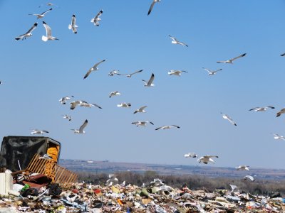 Gulls at Larimer Landfill, 4 April 2015