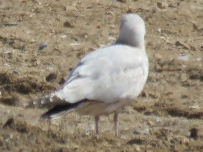Mystery Gull - 2nd cycle; bill (hidden) was two-toned: pale base with a black tip