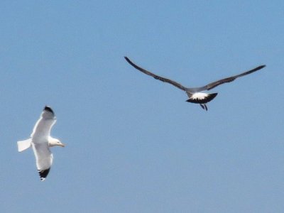 Adult and immature California Gulls