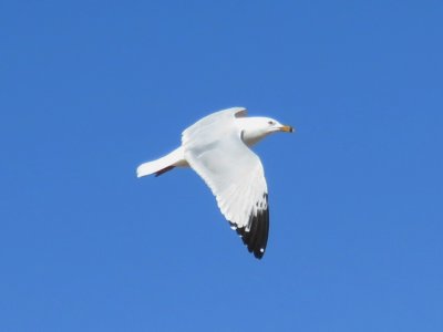 Ring-billed Gull - 3rd cycle