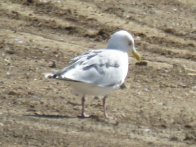 Thayer's Gull adult