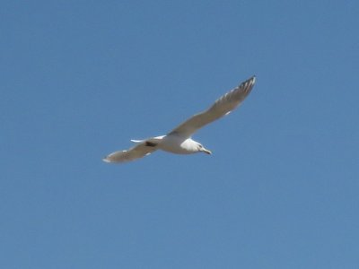 Thayers Gull adult