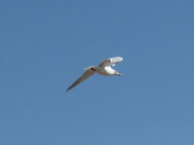 Thayer's Gull adult