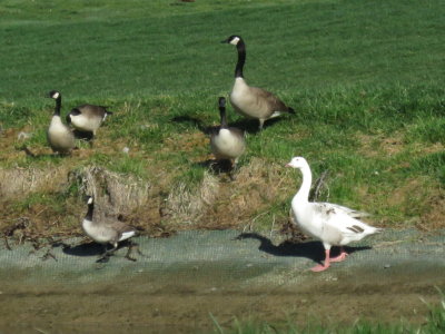 Hybrid goose with Canada and Richardson's Cackling Geese