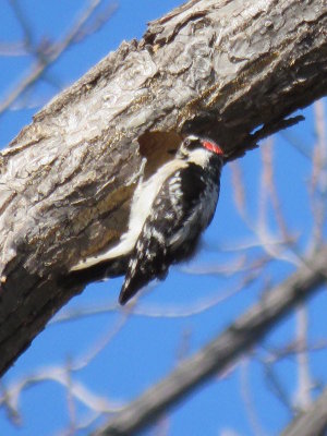 Downy Woodpecker (male Eastern)