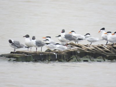 Laughing Gulls, Sandwich Terns, Royal Terns