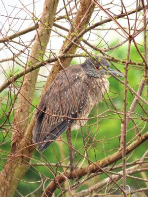 Yellow-crowned Night-Heron (immature)