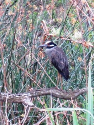 Yellow-crowned Night-Heron (adult)