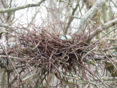 Yellow-crowned Night-Heron nest with eggs