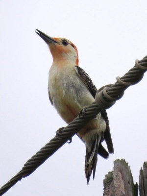Red-bellied Woodpecker (female Southern form)