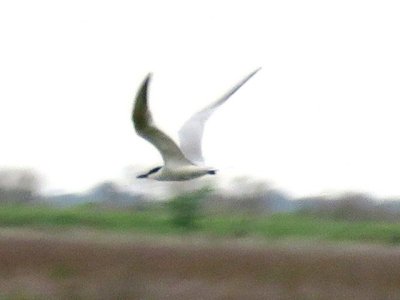 Gull-billed Tern?