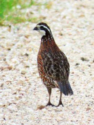 Northern Bobwhite (male)