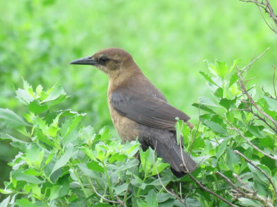 Boat-tailed Grackle (female Gulf form)