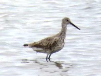 Willet (molting to alternate)