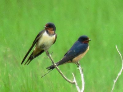 Barn Swallows