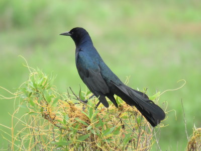 Boat-tailed Grackle (male Gulf form)