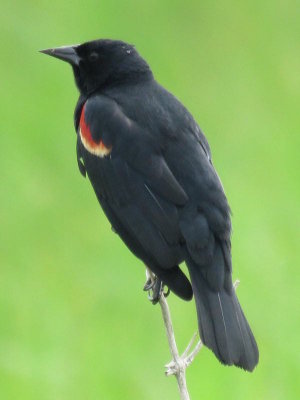 Red-winged Blackbird (adult male)